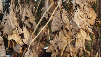 Dried brown teak leaves on a tree branch. Focus selected