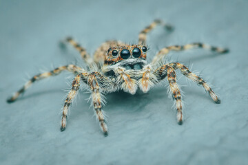 Colorful jumping spider on cement floor, Selective focus, macro shot, Thailand.