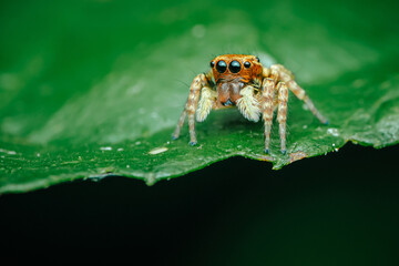 Naklejka premium Jumping spider on green leaf.