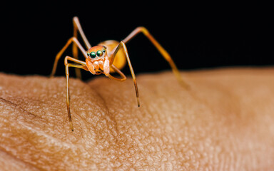 Jumping spider on human hand.