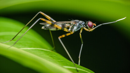 Close-up Stilt-legged fly on green leaf.