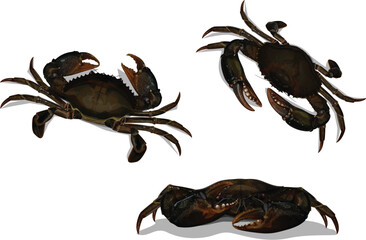 Set Mud Crab Scylla serrata above and front isolated on white background.