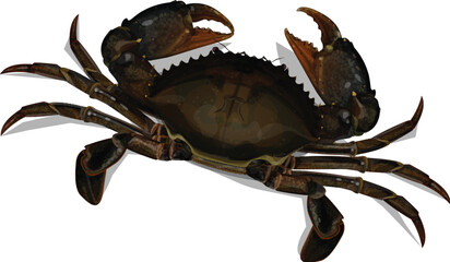 Mud Crab Scylla serrata isolated on white background.