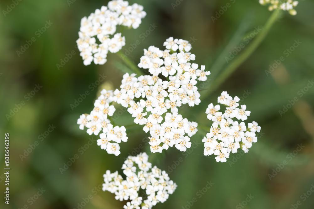 Canvas Prints Common yarrow, .Achillea millefolium white flowers closeup selective focus