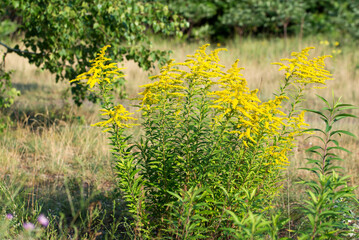 Canadian goldenrod, .Solidago canadensis yellow flowers selective focus