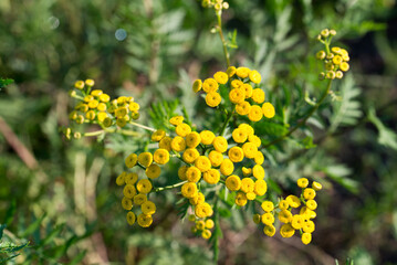 Common tansy, .Tanacetum vulgare yellow flowers closeup selective focus