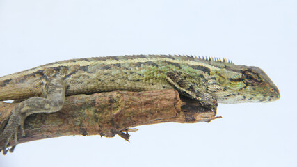 Garden Chameleon or calotes versicolor which is on a tree branch hunting for insects