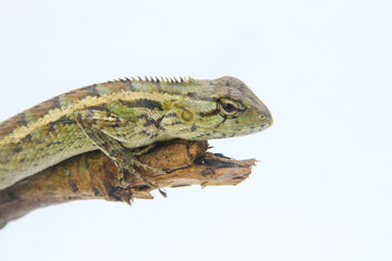 Garden Chameleon or calotes versicolor which is on a tree branch hunting for insects