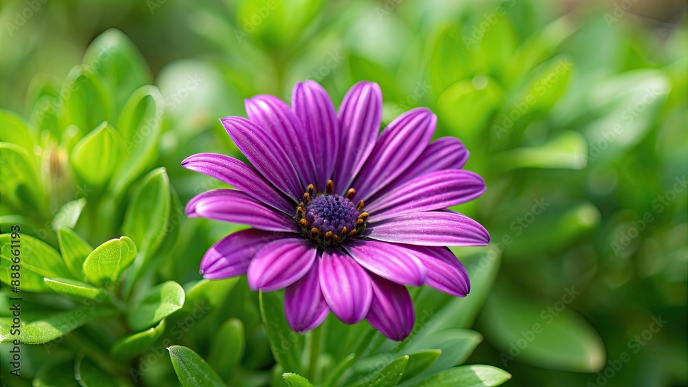 Canvas Prints Vibrant purple flower blooming in a natural background, beautiful, purple, flower, nature, bloom, vibrant, petals, plant