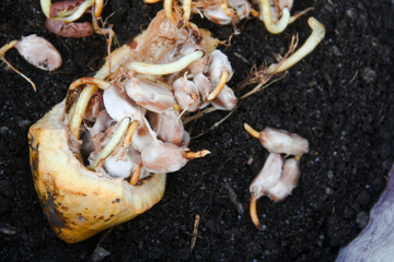 The seeds from the cacao plant have grown into sprouts and are ready to be transferred into polybags