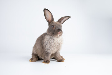 Healthy lovely baby bunny easter rabbit on white background. Cute fluffy rabbit on white background Animal symbol of easter day festival.