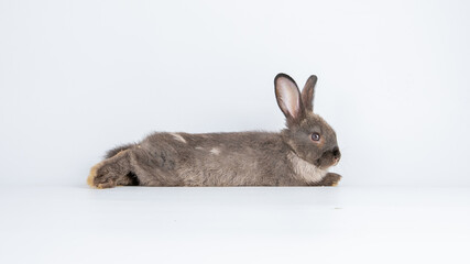 Healthy lovely baby bunny easter rabbit on white background. Cute fluffy rabbit on white background Animal symbol of easter day festival.