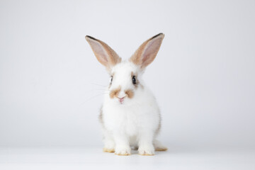 Healthy lovely baby bunny easter rabbit on white background. Cute fluffy rabbit on white background Animal symbol of easter day festival.