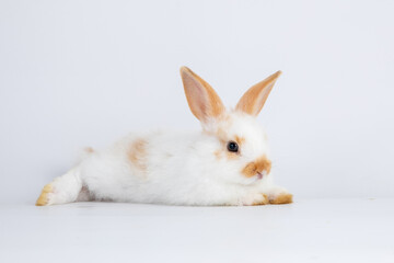 Healthy lovely baby bunny easter rabbit on white background. Cute fluffy rabbit on white background Animal symbol of easter day festival.