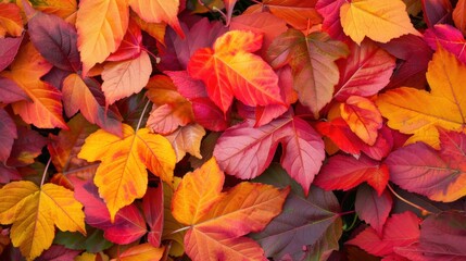 Close-up of colorful autumn leaves in shades of red, orange, and yellow, highlighting the beauty of fall foliage.