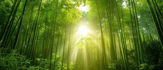 Morning sunlight filters through bamboo woods