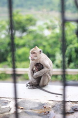 portrait of a mother monkey hugging her child who she is breastfeeding very protectively