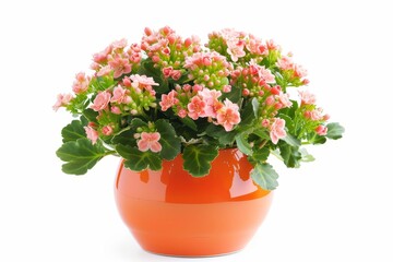 Orange water pot with isolated Kalanchoe flower on white background