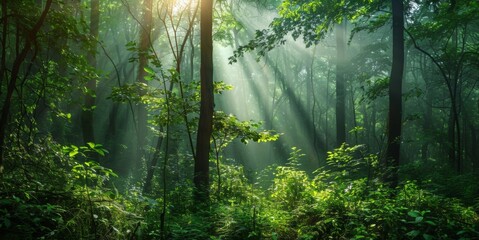 Obraz premium Lush Green Forest Canopy: A Symbolic Embrace of Nature Conservation, Habitat Awareness, and Afforestation Endeavors