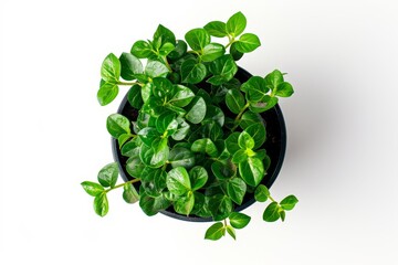 Overhead shot of tiny pot on white backdrop