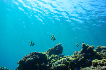 素晴らしいサンゴ礁の美しいイッテンチョウチョウウオ（チョウチョウウオ科）、ツノダシ（ニザダイ科）他の群れ。

東京都伊豆諸島式根島-2020年10月3日

A school of the Beautiful Teardrop butterflyfish (Chaetodon unimaculatus) and Moorish Idol juvenile (Zanclus cornutus) and