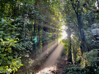 Obraz premium Golden afternoon sunlight filtering through tall trees to the forest floor in New Zealand