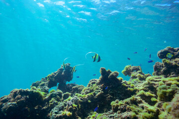 素晴らしいサンゴ礁の美しいイッテンチョウチョウウオ（チョウチョウウオ科）、ツノダシ（ニザダイ科）他の群れ。

東京都伊豆諸島式根島-2020年10月3日

A school of the Beautiful Teardrop butterflyfish (Chaetodon unimaculatus) and Moorish Idol juvenile (Zanclus cornutus) and