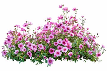 Obraz premium Pink flowers isolated on white background for garden design high quality clipping