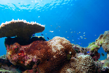 美しいテーブルサンゴとキホシスズメダイ、ソラスズメダイ（スズメダイ科）他の群れ。

東京都伊豆諸島式根島-2020年10月3日
 Northern yellow-spotted chromis (Chromis yamakawai), Heavenly Damselfish (Pomacentrus coelestis) and others. 
