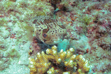 膨らんで水面を漂う美しいハリセンボン（ハリセンボン科）。

東京都伊豆諸島式根島-2020年10月3日

A beautiful Balloon Porcupinefish (Diodon holocanthus) swells and drifts on the surface of the water.
