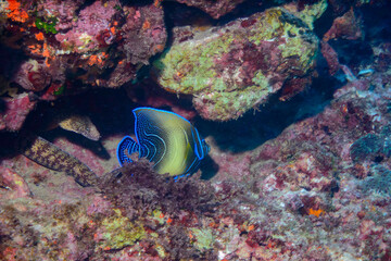 美しく大きなサザナミヤッコ（キンチャクダイ科）。

東京都伊豆諸島式根島-2020年10月3日

The Beautiful and large Zebra angelfish (Pomacanthus semicirculatus). 
