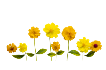 yellow flowers cosmos arrangement flat lay postcard style