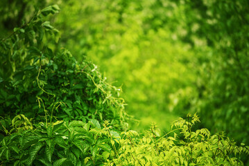 Natural green background of trees and bushes in focus and defocus