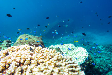 テーブルサンゴに住むソラスズメダイ、フタスジリュウキュウスズメダイ、ミツボシクロスズメダイ（スズメダイ科）の幼魚他。
式根島-2020年
英名、学名：Heavenly Damselfish (Pomacentrus coelestis)
Reticulated Dascyllus (Dascyllus reticulatus)
Threespot dascyllus (Dascyllus 