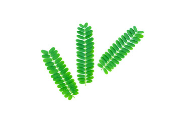 Flam-boyant Leaves (Delonix regia) isolated on white background, The Flame Tree or Royal Poincian