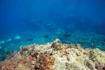 美しく大きなアオブダイ（ブダイ科）他の群れ。

東京都伊豆諸島式根島-2020年10月3日

A school of the Beautiful Knobsnout Parrotfish (Scarus ovifrons) and others. 
