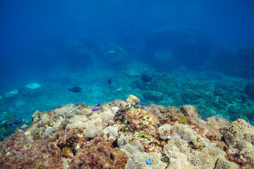 美しく大きなアオブダイ（ブダイ科）他の群れ。

東京都伊豆諸島式根島-2020年10月3日

A school of the Beautiful Knobsnout Parrotfish (Scarus ovifrons) and others. 
