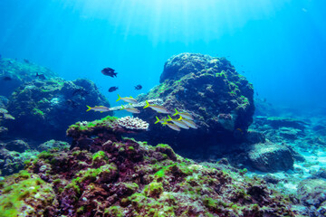 美しいアカヒメジ（ヒメジ科）他の群れ。

東京都伊豆諸島式根島-2020年10月3日

英名、学名：Yellowfin goatfish (Mulloidichthys vanicolensis) 