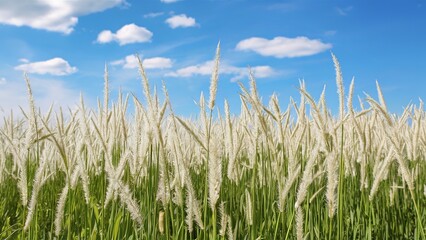 Obraz premium Beautiful White Grass flower Field on blue sky nature background