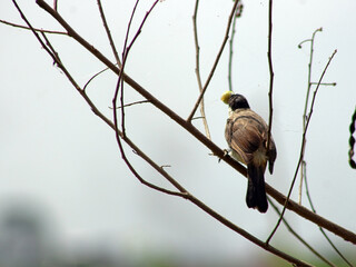Back view of a sooty-headed bulbul (Pycnonotus aurigaster) bird perches on a leafless branch