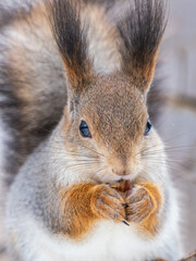 Obraz premium The squirrel with nut sits on tree in the winter or late autumn