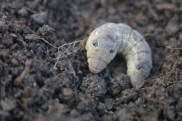 Winter pest pest Agrotis insect pest that grows plant seedlings