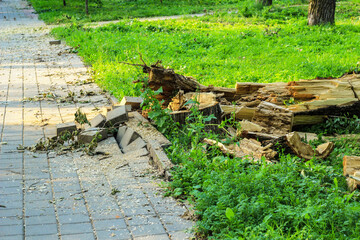 Fototapeta premium Damaged concrete path. Cleaning the park after a hurricane, trimming trees and branches.