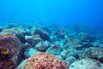 （タカノハダイ科）他
伊豆諸島式根島-2020年10月3日
Yellowfin goatfish (Mulloidichthys vanicolensis)
Whitesaddle goatfish (Parupeneus ciliatus)
Spotted Knifejaw (Oplegnathus punctatus)
Redlip Morwong (Cheilodactylus zebra)