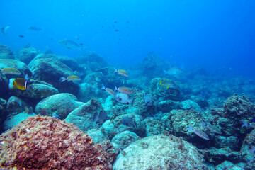 （タカノハダイ科）他
伊豆諸島式根島-2020年10月3日
Yellowfin goatfish (Mulloidichthys vanicolensis)
Whitesaddle goatfish (Parupeneus ciliatus)
Spotted Knifejaw (Oplegnathus punctatus)
Redlip Morwong (Cheilodactylus zebra)