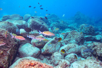 美しいアカヒメジ他
伊豆諸島式根島-2020
英名、学名：Yellowfin goatfish (Mulloidichthys vanicolensis)
Whitesaddle goatfish (Parupeneus ciliatus)
Spotted Knifejaw (Oplegnathus punctatus)
Redlip Morwong (Cheilodactylus zebra)