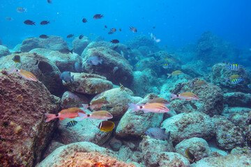美しいアカヒメジ他
伊豆諸島式根島-2020
英名、学名：Yellowfin goatfish (Mulloidichthys vanicolensis)
Whitesaddle goatfish (Parupeneus ciliatus)
Spotted Knifejaw (Oplegnathus punctatus)
Redlip Morwong (Cheilodactylus zebra)