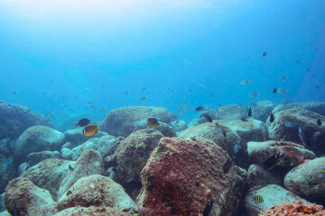 （タカノハダイ科）他
伊豆諸島式根島-2020年10月3日
Yellowfin goatfish (Mulloidichthys vanicolensis)
Whitesaddle goatfish (Parupeneus ciliatus)
Spotted Knifejaw (Oplegnathus punctatus)
Redlip Morwong (Cheilodactylus zebra)