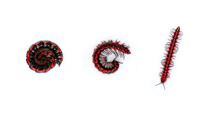 The flat-backed millipedes (Antheromorpha uncinata) isolated on white background, Red Flat backed millipedes