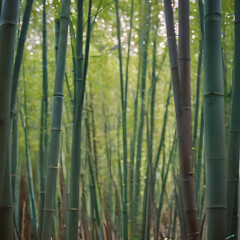 Obraz premium a many green bamboo trees in the forest with a person walking